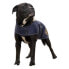 Фото #1 товара DIEGO & LOUNA Teddy Nylon Dog Jacket