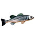 GABY The European Sea Bass Medium Pillow