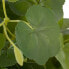 Фото #6 товара Декоративное растение Цемент PEVA Листья 11,5 x 11,5 x 39 cm