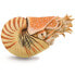 Фото #1 товара COLLECTA Nautilus Pompilius XL Figure