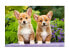 Фото #1 товара Puzzle Welsh Corgi Puppies 1000 Teile
