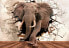 Фото #1 товара Vlies Fototapete 3D Elefant Tiere