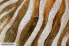 Фото #9 товара Acrylbild handgemalt Golden Zebra