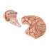 Фото #6 товара Model anatomiczny ludzkiego mózgu 9 elementów w skali 1:1