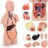 Фото #1 товара Model anatomiczny 3D tułowia człowieka z wyjmowanymi organami