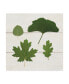 Фото #1 товара Wild Apple Portfolio Leaf Chart V Shiplap Canvas Art - 15" x 20"