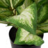 Фото #5 товара Декоративное растение полиэтилен PEVA Dieffenbachia 42 x 42 x 52 cm