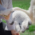 ფოტო #9 პროდუქტის INNOVAGOODS Glove Relpet Long Hair Dog Brush