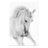 Фото #2 товара Wandbild White Horse