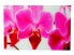 Фото #1 товара Glasbild T116 40x60cm Orchide