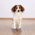 Фото #4 товара Зоотовары для собак TRIXIE Собачие носки против скольжения 2 шт. XS-S