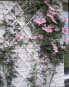 Фото #2 товара Nature Nature Ogrodowa krata do pnączy, 100x200 cm, PVC, biała, 6040703