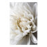 Фото #1 товара Wandbild White Dahlia