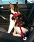Фото #2 товара Шлейка для кошек TRIXIE SZELKI SAMOCHODOWE DLA KOTA TX-1294