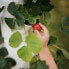 Фото #6 товара Sissi Strawberry hanging