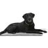 ფოტო #2 პროდუქტის KRUUSE Vet Bed Anti-Slip Dog Bed