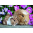 Фото #1 товара Puzzle Meerschweinchen und Kaninchen