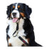 Фото #5 товара Ошейник для дрессировки собак Company of Animals Halti Чёрный Намордник (40-54 cm)