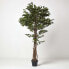 Фото #6 товара Искусственные цветы Homescapes Kunstbaum Ficus Benjamini grün 180 cm