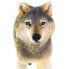 Фото #6 товара Фигурка Safari Ltd Серый волк Grey Wolf Wild Safari (Дикая сафари)