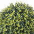 Декоративное растение Чаша Весна Пластик 30 x 30 x 30 cm