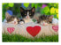 Фото #1 товара Пазлы с котами Ravensburger Puzzle Katzen 2x24 Teile