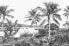 Фото #1 товара Fototapete tropische Landschaft mit Palm