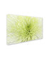 Cora Niele 'Lime Light Spider Mum' Canvas Art - 47" x 30" x 2"