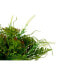 Фото #2 товара Искусственные растения Декоративное растение Стакан Пластик Ibergarden 21 x 30 x 21 см (6 штук)