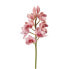 Фото #1 товара Orchidee Cymbidium