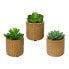 Decorative Plant EDM 898158 10 cm Succulent