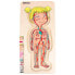 BELEDUC 5 In 1 Female Anatomy 29 Pieces Puzzle