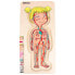 Фото #3 товара BELEDUC 5 In 1 Female Anatomy 29 Pieces Puzzle