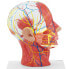 Фото #4 товара Модель анатомическая Physa головы и шеи человека 3D масштаб 1:1
