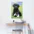 Poster Labrador Football