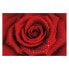 Vliestapete Rote Rose mit Wassertropfen