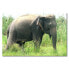 Фото #1 товара Leinwandbild Old Elephant