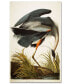 Фото #1 товара John James Audubon 'Great Blue Heron' Canvas Art - 47" x 30"