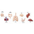 Фото #3 товара Фигурка Safari Ltd Human Organs Brings Figure серии Human Organs (Органы человека)