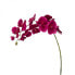 Фото #1 товара Orchidee Phalaenopsis Forever