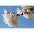 Фото #2 товара Крем для тела L'Occitane En Provence Fleurs De Cerisier 30 ml