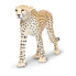 Фото #2 товара Фигурка Safari Ltd Cheetah Figure Wild Safari (Дикая Сафари)