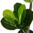 Фото #5 товара Kunstpflanze Ficus 155 cm