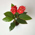 Blumenrohr Kunstpflanze im Topf - Rot