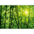 Фото #1 товара Fototapete Bamboo Forest I