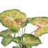 Фото #3 товара Декоративное растение 48 x 46 x 55 cm Красный Зеленый PVC