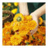 Фото #4 товара Защитный крем Calendula Weleda 090540X7 75 ml