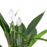 Фото #3 товара Декоративное растение 40 x 41 x 48 cm Зеленый PVC
