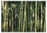 Фото #1 товара Fototapete Bamboo Exotic