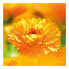 Marigold Skin care lotion 200 ml